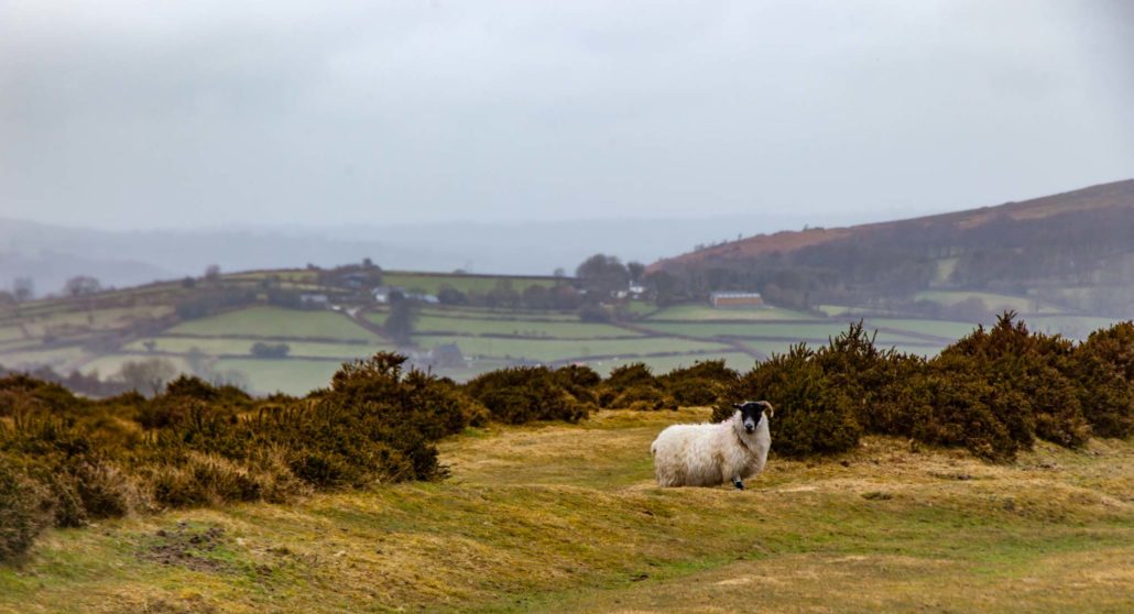 Sheep and moorland on a winters day