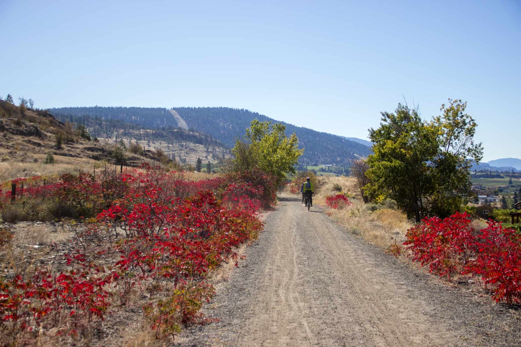 Cyclists on a gravel road lined with trees and red flowers, biking the Kettle Valley Railway route.
