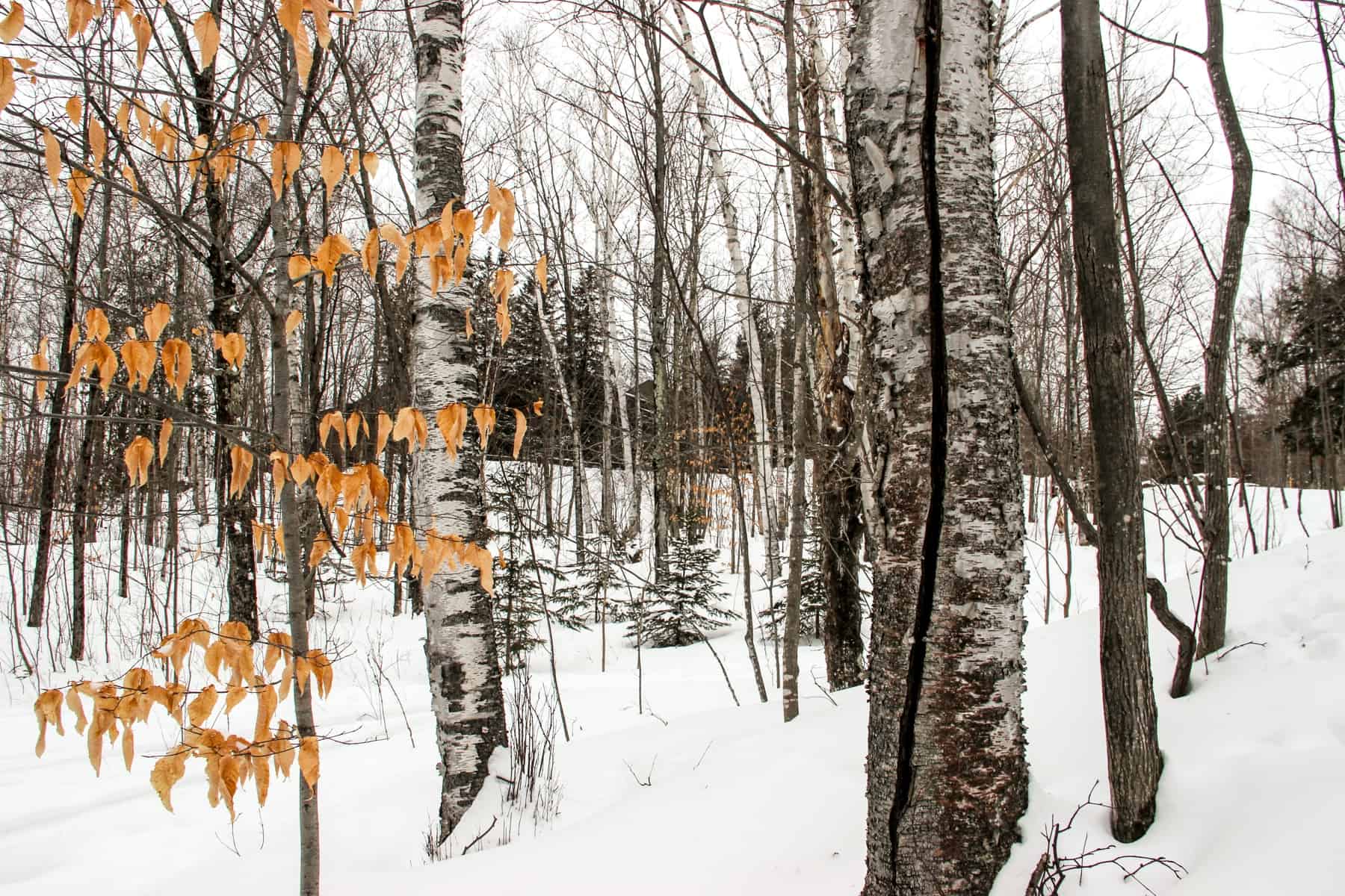 Golden leaves stand out amongst the thin tree trunks in a snow covered woodland during winter in Mont Tremblant. 