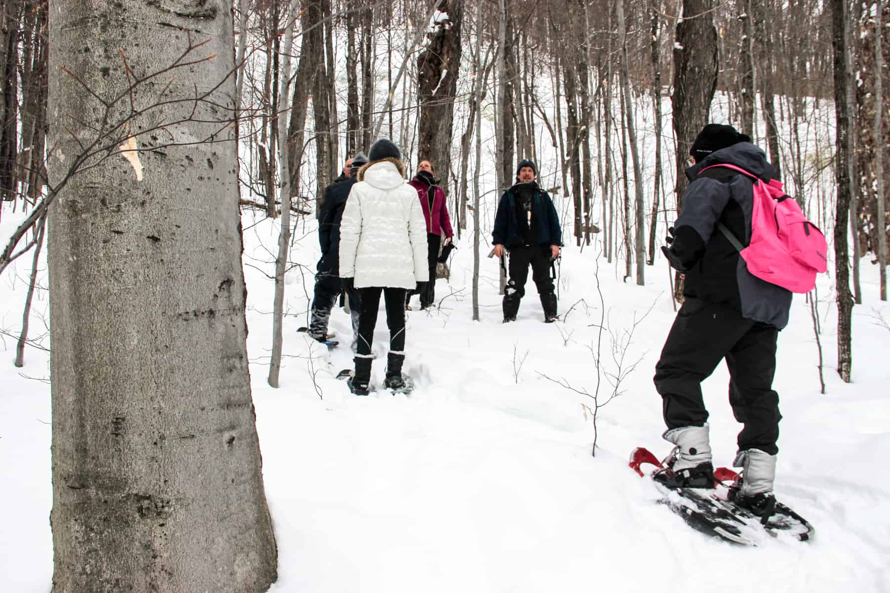 Five people snowshoeing Mont Tremblant through the snow drenched forest. 