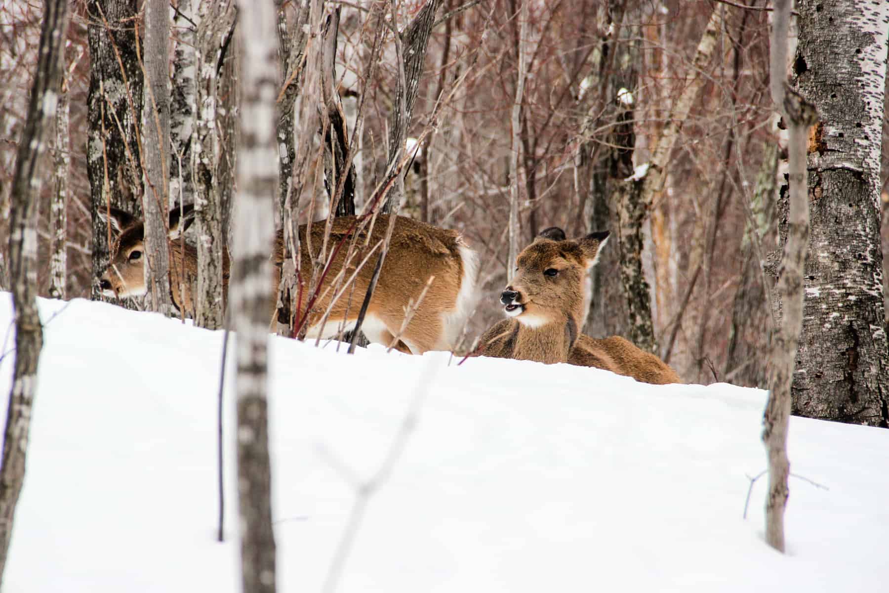 Two deer, with gold and white fur, rest in deep snow in a woodland. 