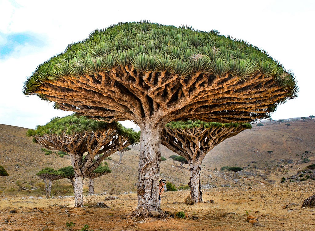 Socotra Island © Nicole Smooth