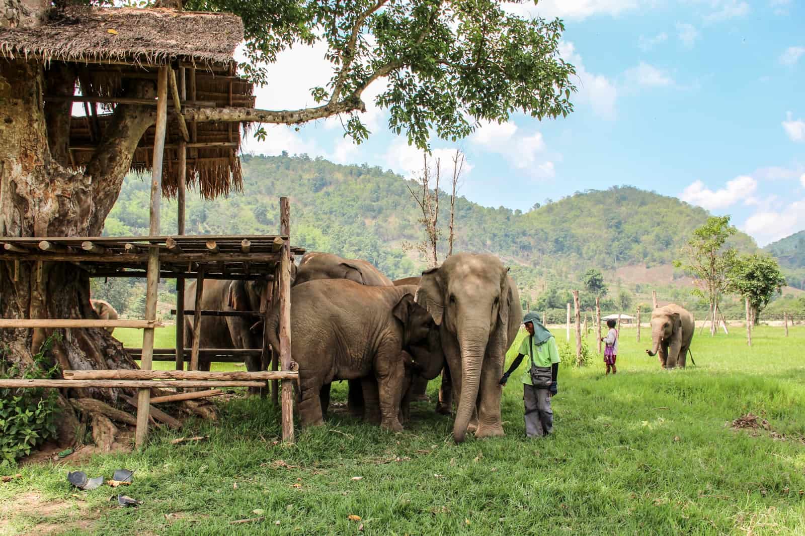 A Sanctuary worker tends to Elephants in Thailand at the Elephant Nature Park conservation project.