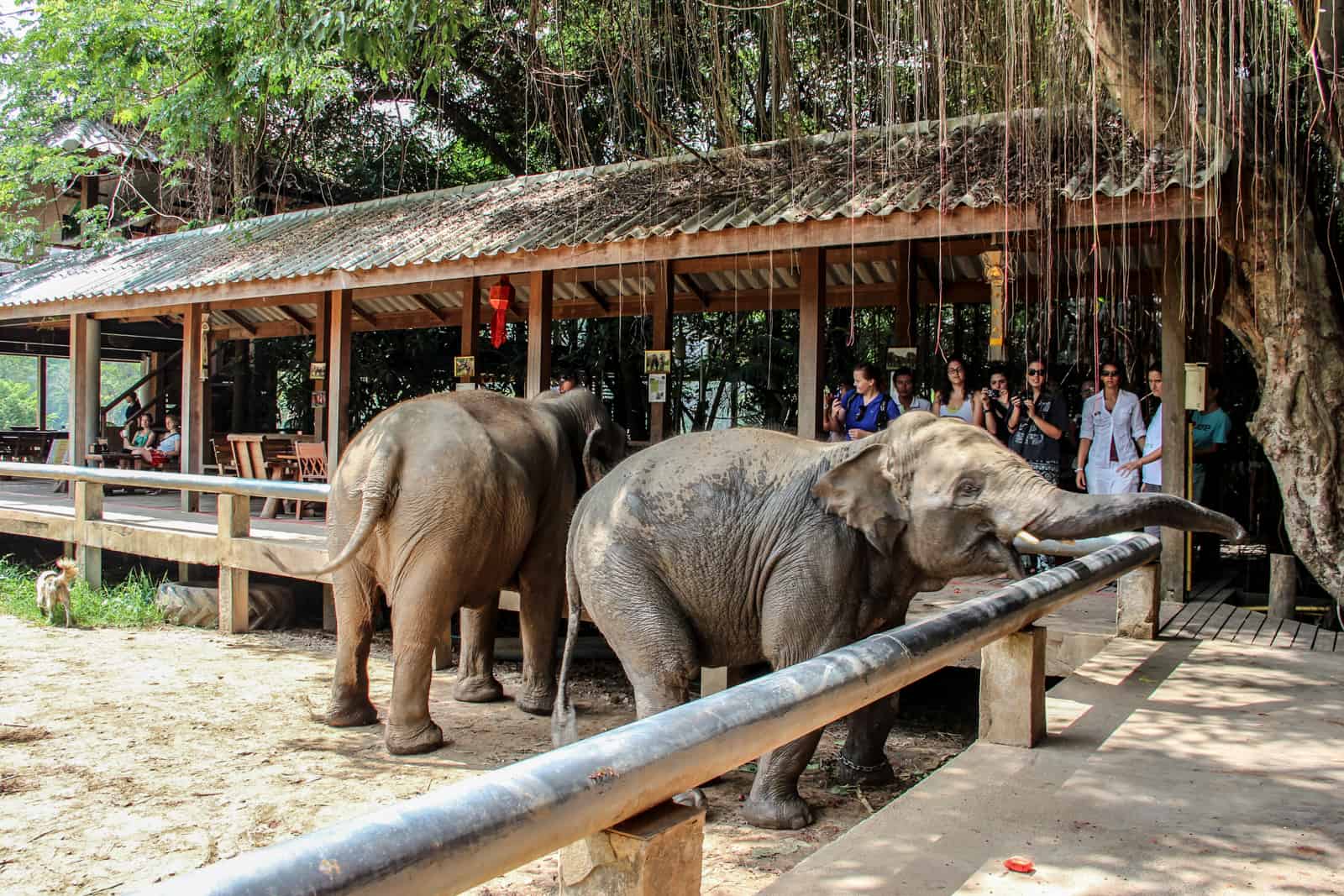 Hungry elephants being fed by visitors at the Elephant Nature Park in Chiang Mai, Thailand