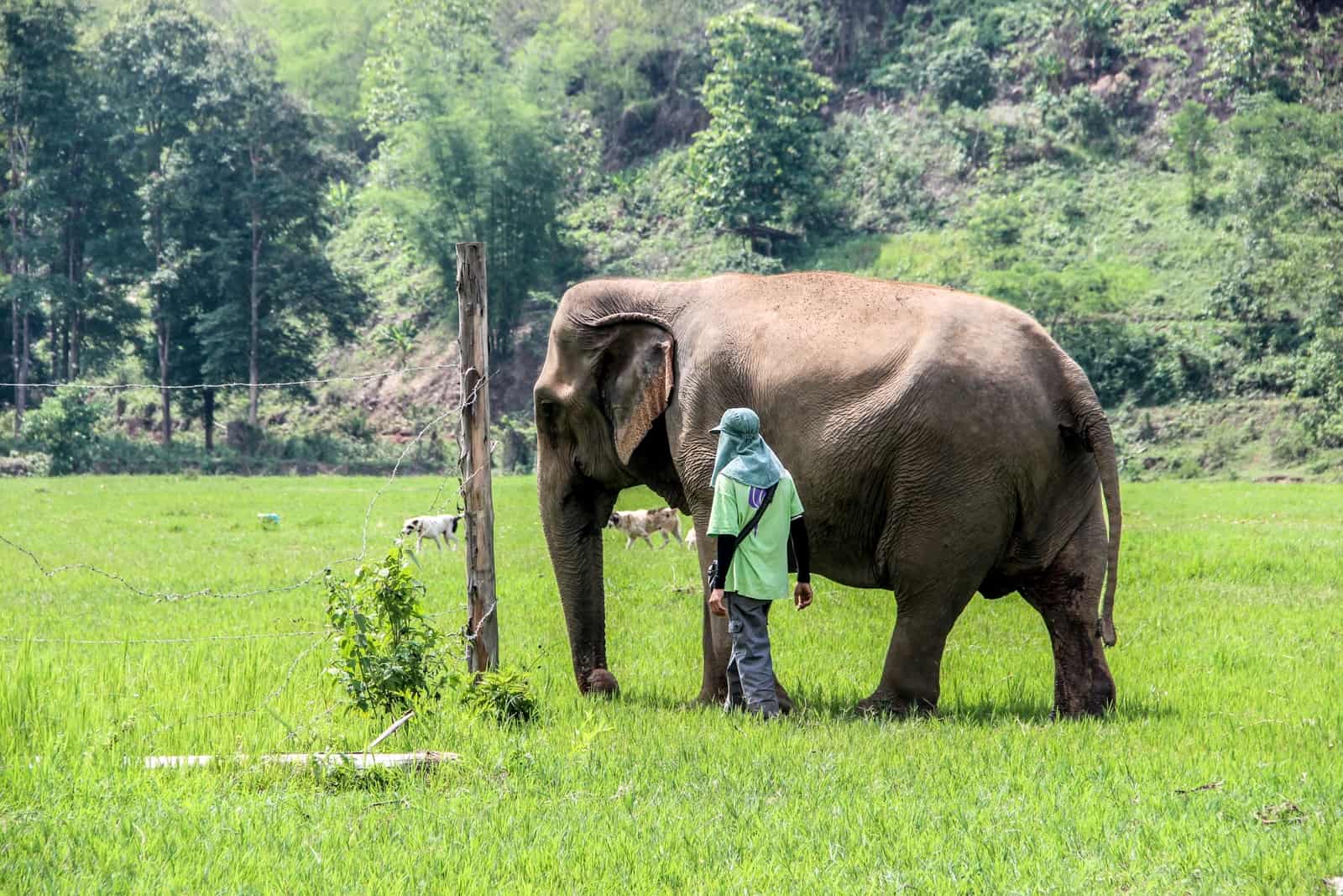 A man walks with a rescued wild elephant in a sanctuary in Thailand. 