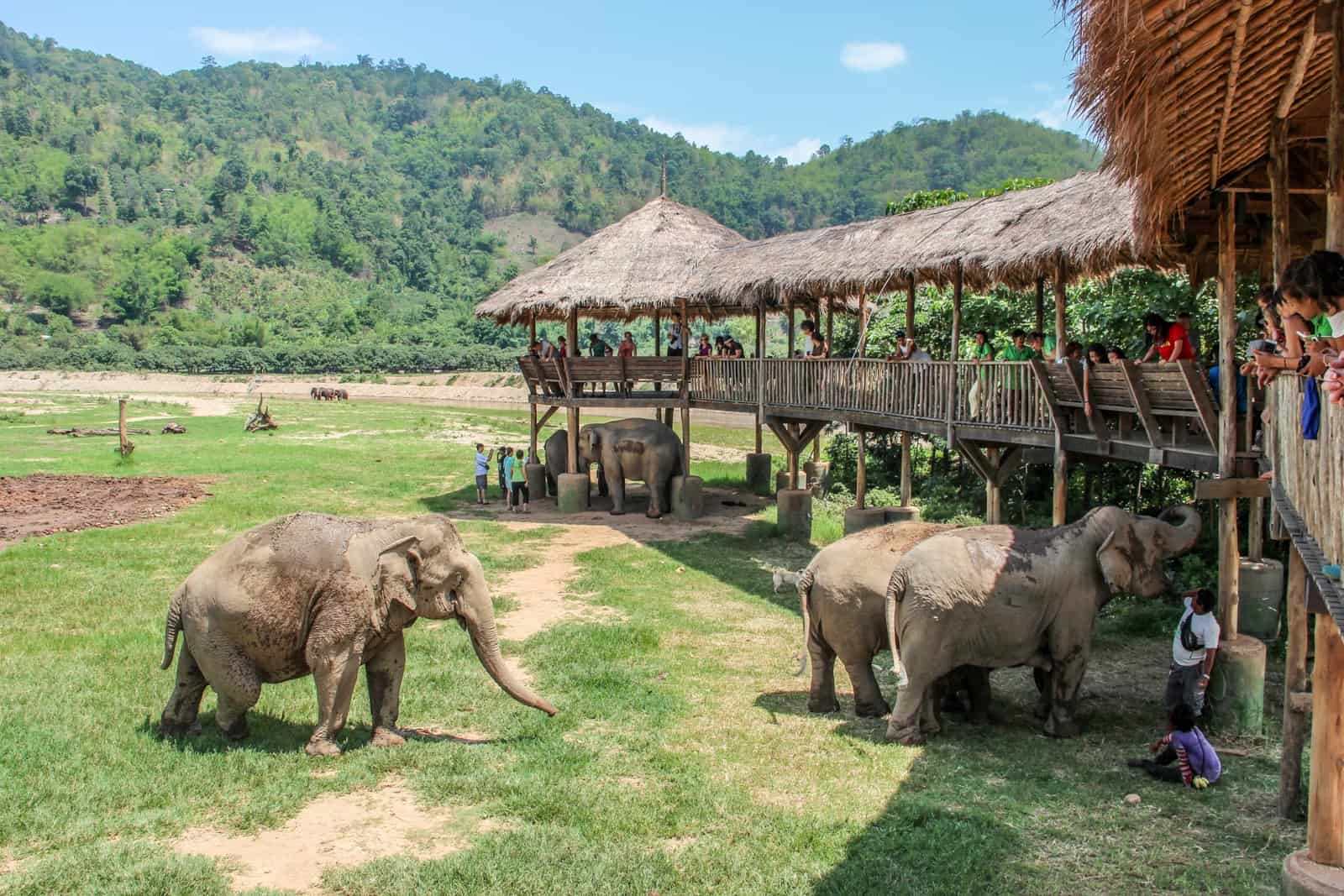 From a raised platform, tourists interact responsibly with elephants without riding them at the Elephant Nature Park in Chiang Mai, Thailand.