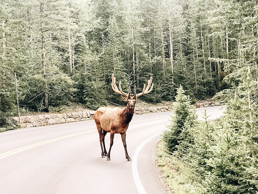A deer found on a National Park