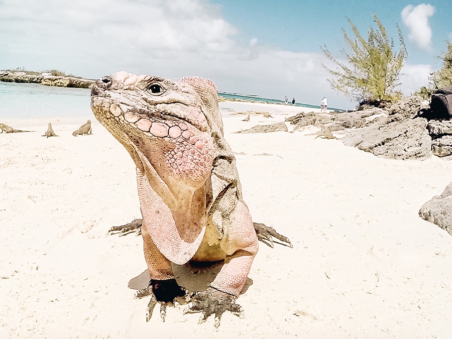 Iguana Island Bahamas