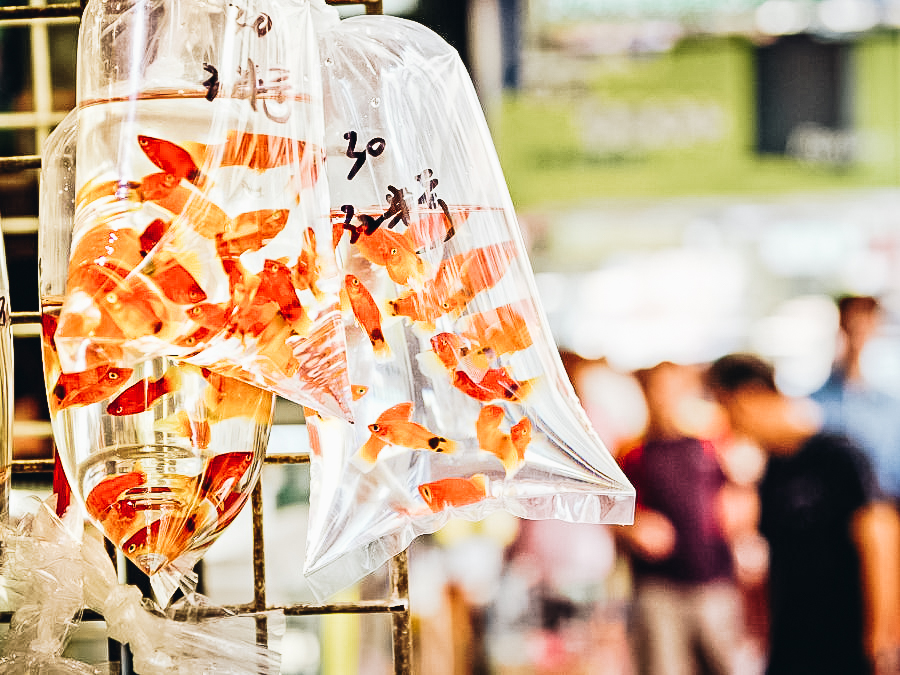 Hong Kong's Goldfish Market