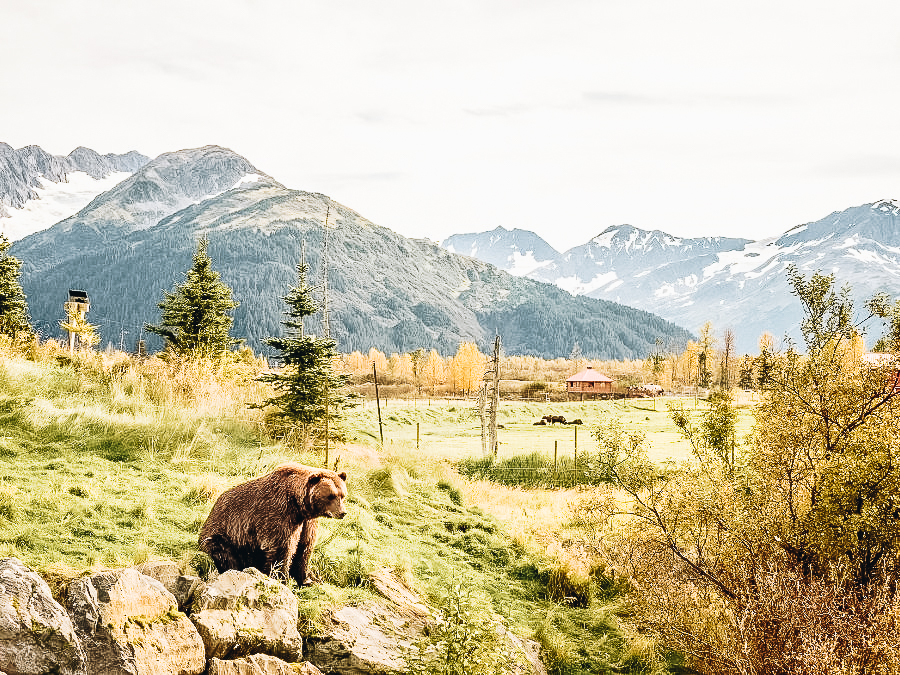 Bear at at the Alaska Wildlife Conservation Center