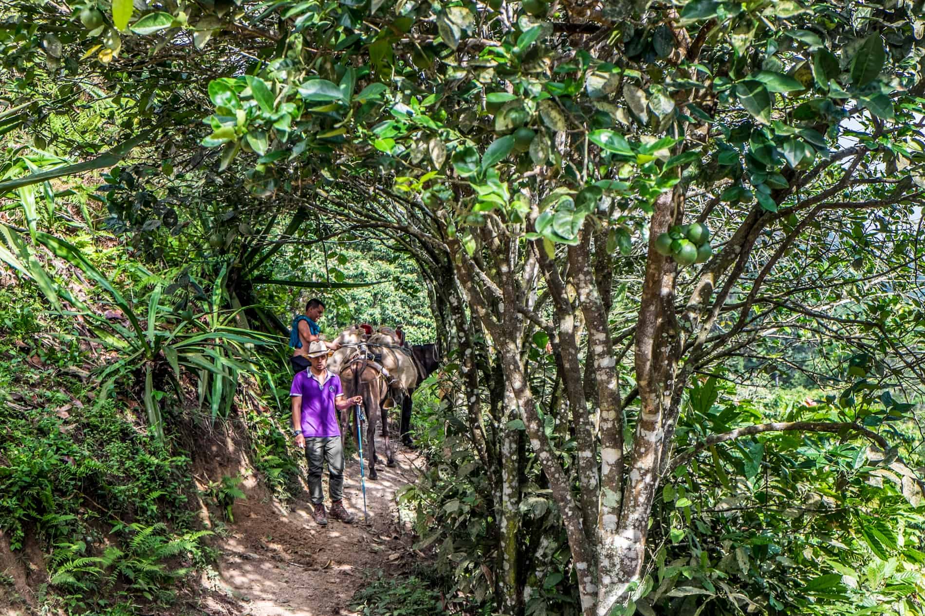 A man on a mule and a hiker on a narrow path, deep jungle trekking back from the Lost City, Colombia.