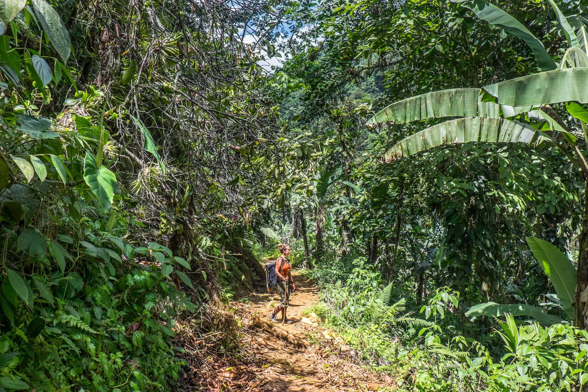 The dense jungle of Sierra Nevada de Santa Marta, Colombia trekking to La Ciudad Perdida