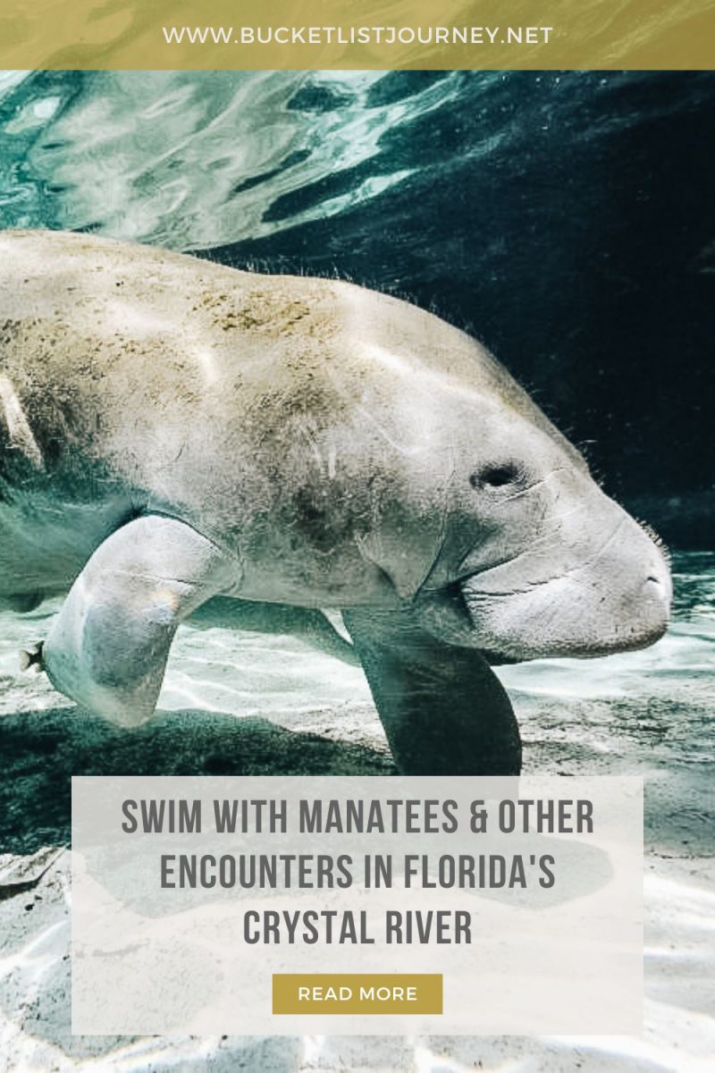 Top Manatee Encounters + Tips for Swimming With the Cute Manatees in Florida's Crystal River